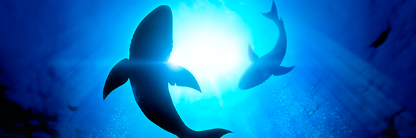 Sharks-Circling-Water_600x200